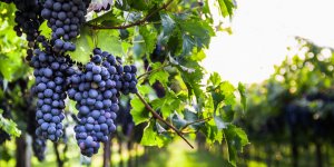  Varices : l’extrait de pepins de raisins reduirait la douleur