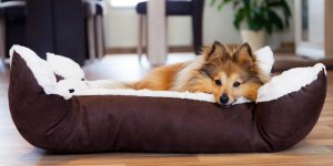 Diarrhee chez le chien : attention a la parvovirose