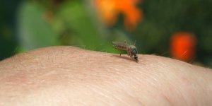 Piqure d-insectes et gonflement : une urgence ?