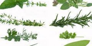 Plantes aromatiques : quelles vertus sante ?