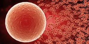 Comment tomber enceinte : le nombre de spermatozoides necessaires
