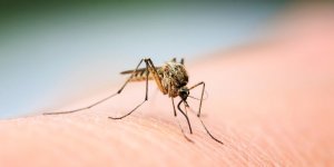 Certains d-entre nous ont-ils vraiment une peau a moustique?