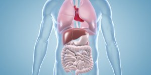 Quels sont les organes les plus volumineux du corps humain ?