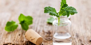 Vomissement : de la menthe poivree comme remede naturel