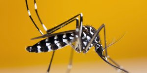 Retour du moustique tigre : ou et comment le signaler ?