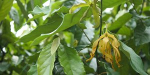 Squames du cuir chevelu : de l-huile essentielle d-Ylang-ylang comme remede