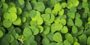 Desmodium : y a-t-il des contre-indications ?