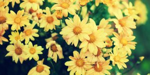 Plantes anti-cholesterol : le chrysanthellum americanum