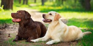 Incontinence du chien : les causes