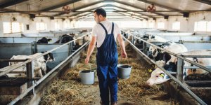 Cholesterol : boire du lait de vache peut le reduire