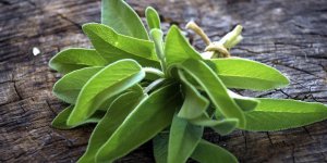 Regles douloureuses et abondantes : 3 remedes par les plantes