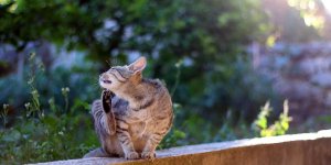 Piqure de puce : comment soulager son chat