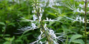 Cure minceur d-orthosiphon : la posologie