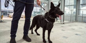 Covid-19 : les chiens renifleurs seraient plus precis que les tests PCR