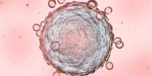 Don d-ovocyte et mere biologique : que dit la loi ?