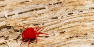 Reconnaitre une allergie a une piqure d-aoutat