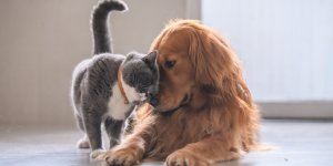 Comment se remettre de la mort de son animal de compagnie ? 