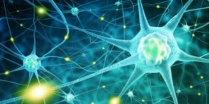 Maladie de Charcot : les cellules touchees