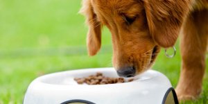 Que contient la nourriture pour animaux ?