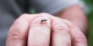 Piqure d-insecte et gonflement : est-ce dangereux ?