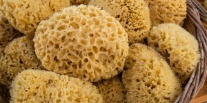 Covid-19 : cet animal marin pourrait vous proteger des variants du virus 