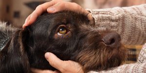 Vous etes stresse(e) ? Votre chien peut le sentir ! 