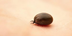 Les 3 maladies que peut transmettre une tique