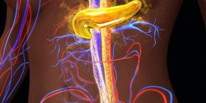 Quel est le role du pancreas ?