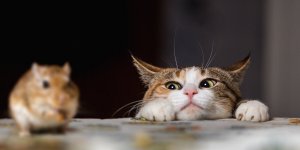 Covid-19 : les chats pourraient le transmettre 