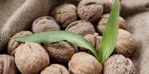 Cancer du colon : manger une poignee de noix par jour pour reduire la tumeur