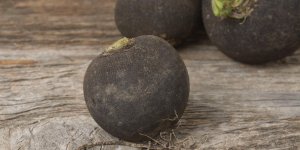 Alcool : comment utiliser le radis noir pour nettoyer son foie ?