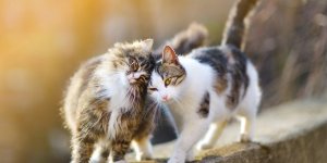 Typhus du chat : une epidemie frappe les chats d-Angouleme