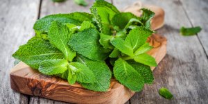 La menthe poivree, un remede contre le rhume