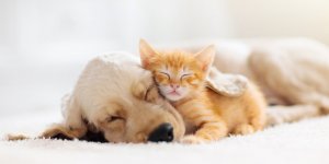  Vacances : comment gerer la separation avec son animal ? 