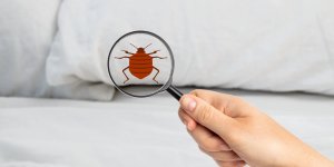 Son domicile a ete infeste par les punaises de lit, elle partage ses conseils