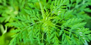 Covid-19 : mefiez-vous de l-Artemisia annua, pretendue solution miracle