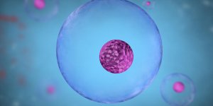 Ovulation : la meilleure periode pour tomber enceinte
