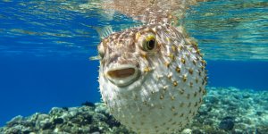 La dangereuse toxine du poisson globe, une cle dans la lutte contre le cancer 