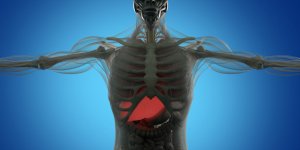 Cancer : ou se trouve le foie dans le corps ?