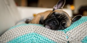 3 antivomitifs naturels pour chien