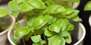 Moustique : le basilic comme anti-moustique naturel