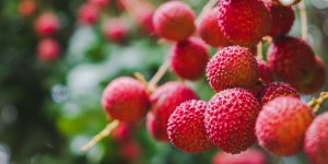 47 deces lies aux toxines du litchi en Inde