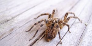 Une solution en cas de morsures d-araignees