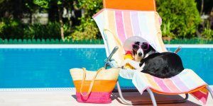 Canicule et animaux : comment proteger son chien ou son chat de la chaleur ?