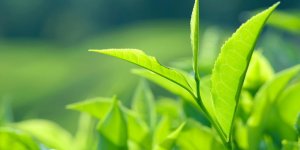 Dermite seborrheique du cuir chevelu : un traitement naturel