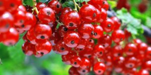 Les baies, des aliments anti-inflammatoires