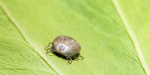 Tiques indigene d’Asie : l’insecte responsable de fievre hemorragique