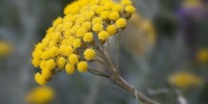 L-huile essentielle d-helichryse (immortelle) contre les rides