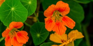 Probleme d-erection : la capucine comme aphrodisiaque naturel