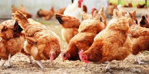 Grippe aviaire chez l-etre humain, quels sont les signes ?
